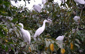 The Cranes of Petulu