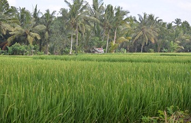 Rice Fields Walk - Kano Sari Villas Ubud Rice Fields Walk