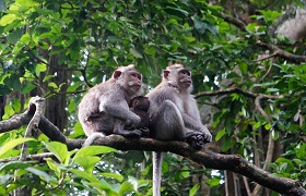 The Monkey Forest - Kano Sari Villas Ubud The Monkey Forest
