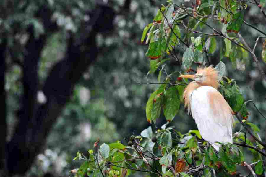 The Cranes of Petulu